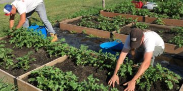 Gardening suggestions: plant the peanut butter plant
