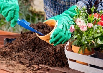 Bay Area gardening: Helping your vegetation hold their cool