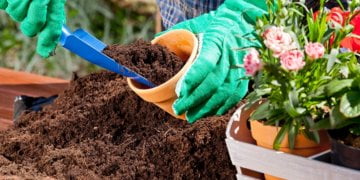Bay Area gardening: Helping your vegetation hold their cool