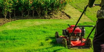 Gardening: Dark foliage could make flower beds, planters rock