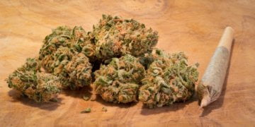 Tennant Kicked Out Of Property After Leaving Marijuana Plant On Table During House Inspection