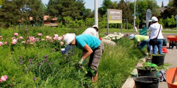 Roots of Wisdom: Gardening – it is able to develop on you