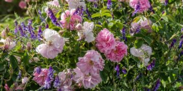 Enhance Your Rose Garden with Perfect Companion Plants